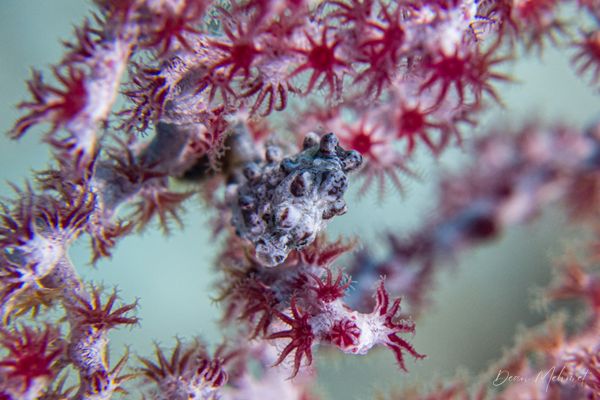Pygmy Seahorse