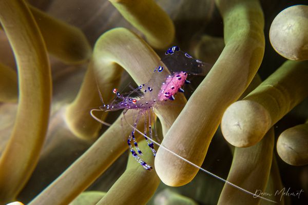 Sarasvati Anemone Shrimp