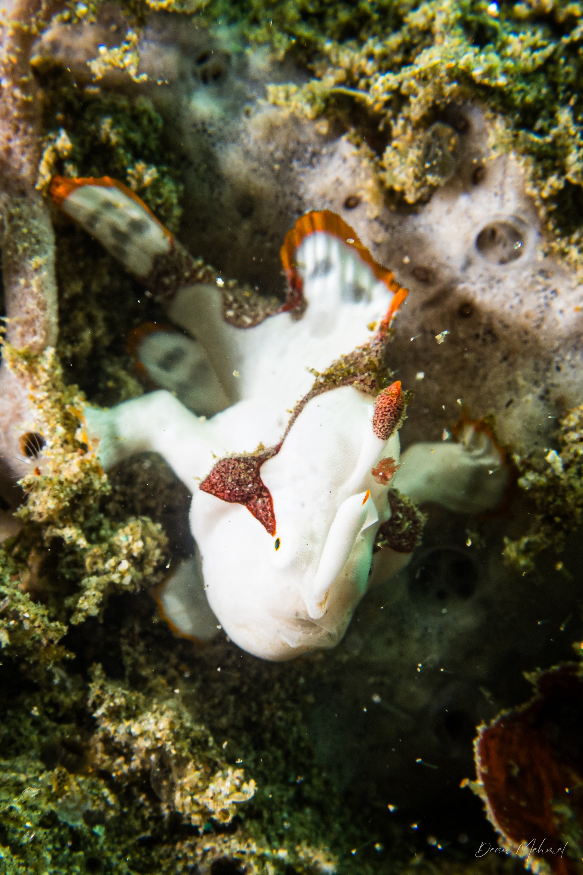 Warty Anglerfish