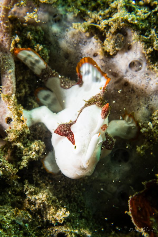 Warty Anglerfish