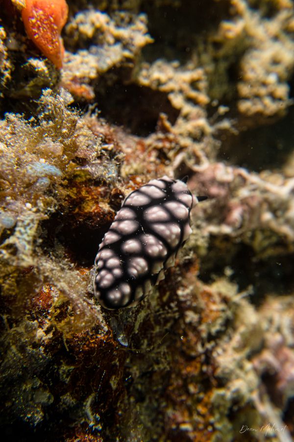 Pustulose Wart Slug