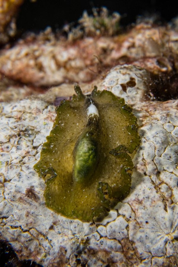 RADL Jetty encounter 10
