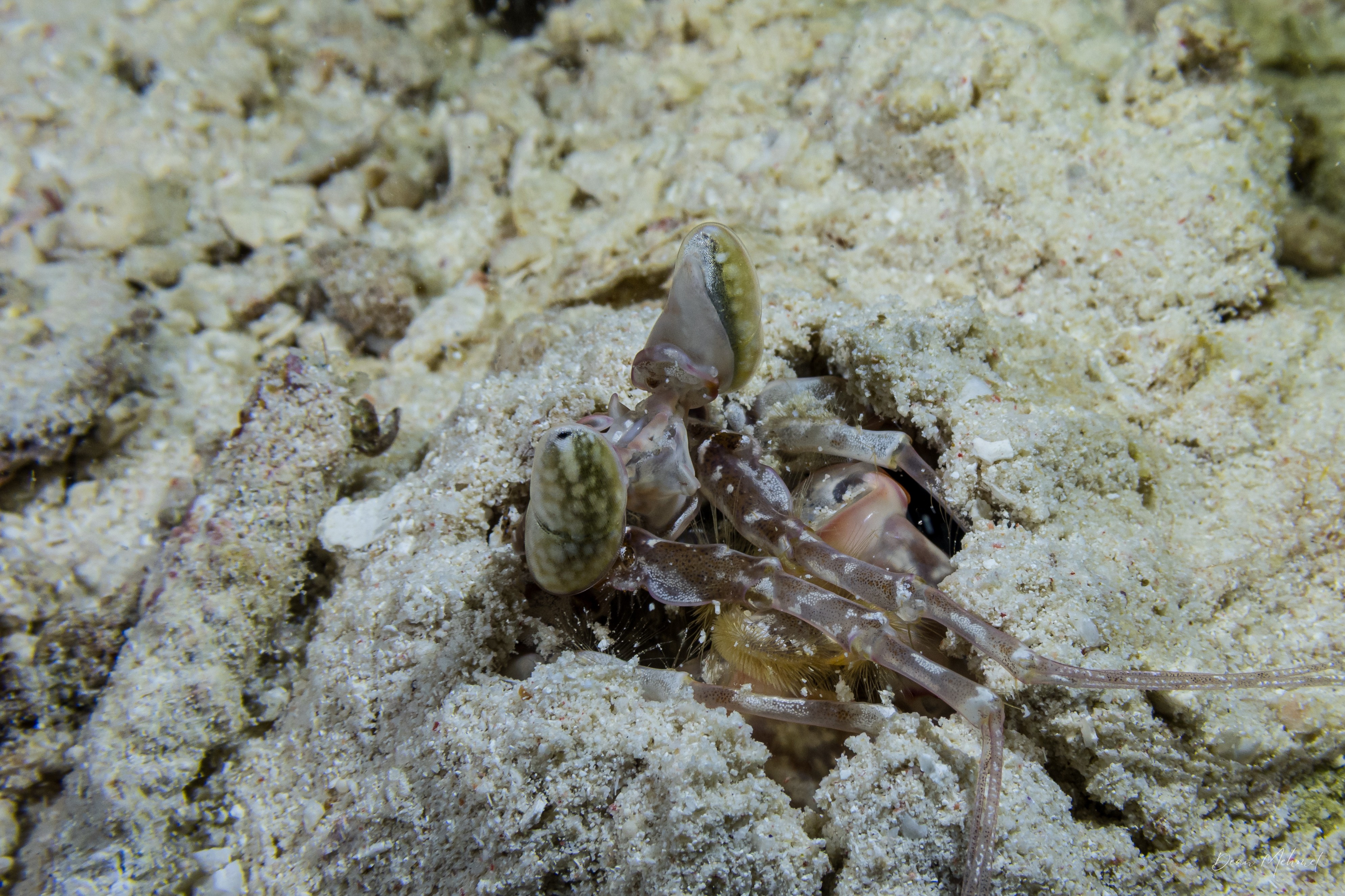 Lisa's Mantis Shrimp
