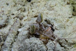 Lisa's Mantis Shrimp