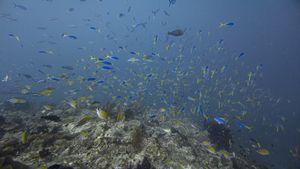 Blue-and-yellow Fusilier