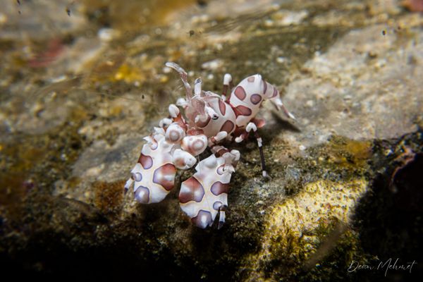 Harlequin Shrimp
