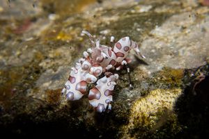 Harlequin Shrimp