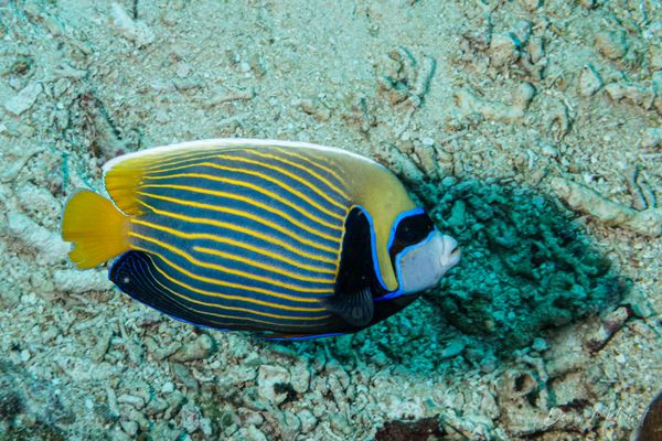 Emperor Angelfish
