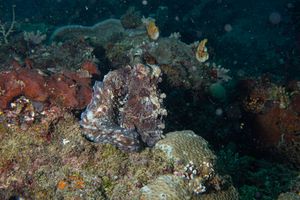 Day Octopus