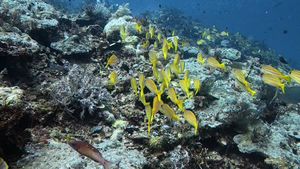 Bluestriped Snapper
