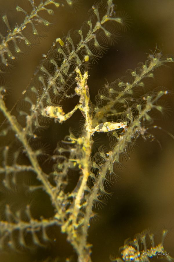 Caprella sp.
