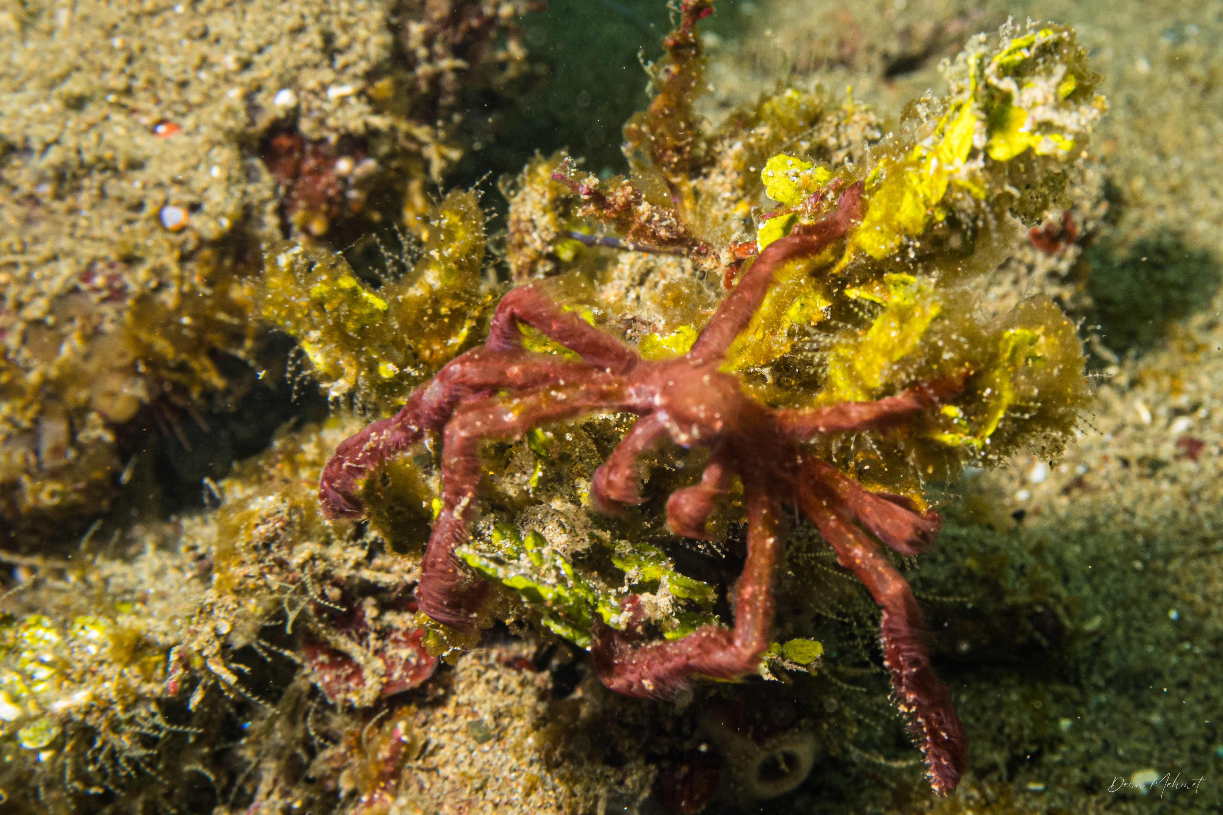 Orangutan Crab