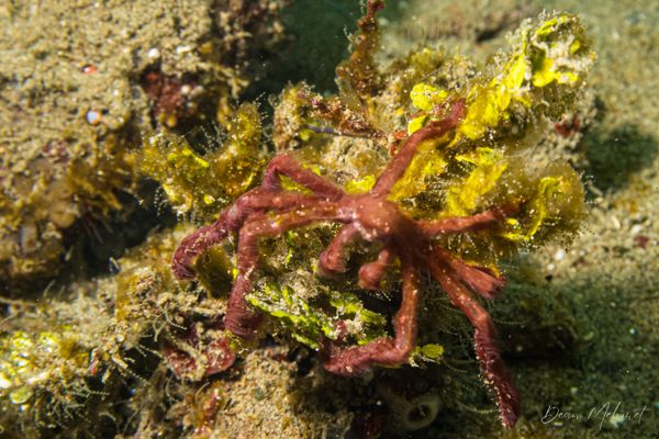 Orangutan Crab - Ambon - 15 September 2026 - Dive 1 - Air Manis