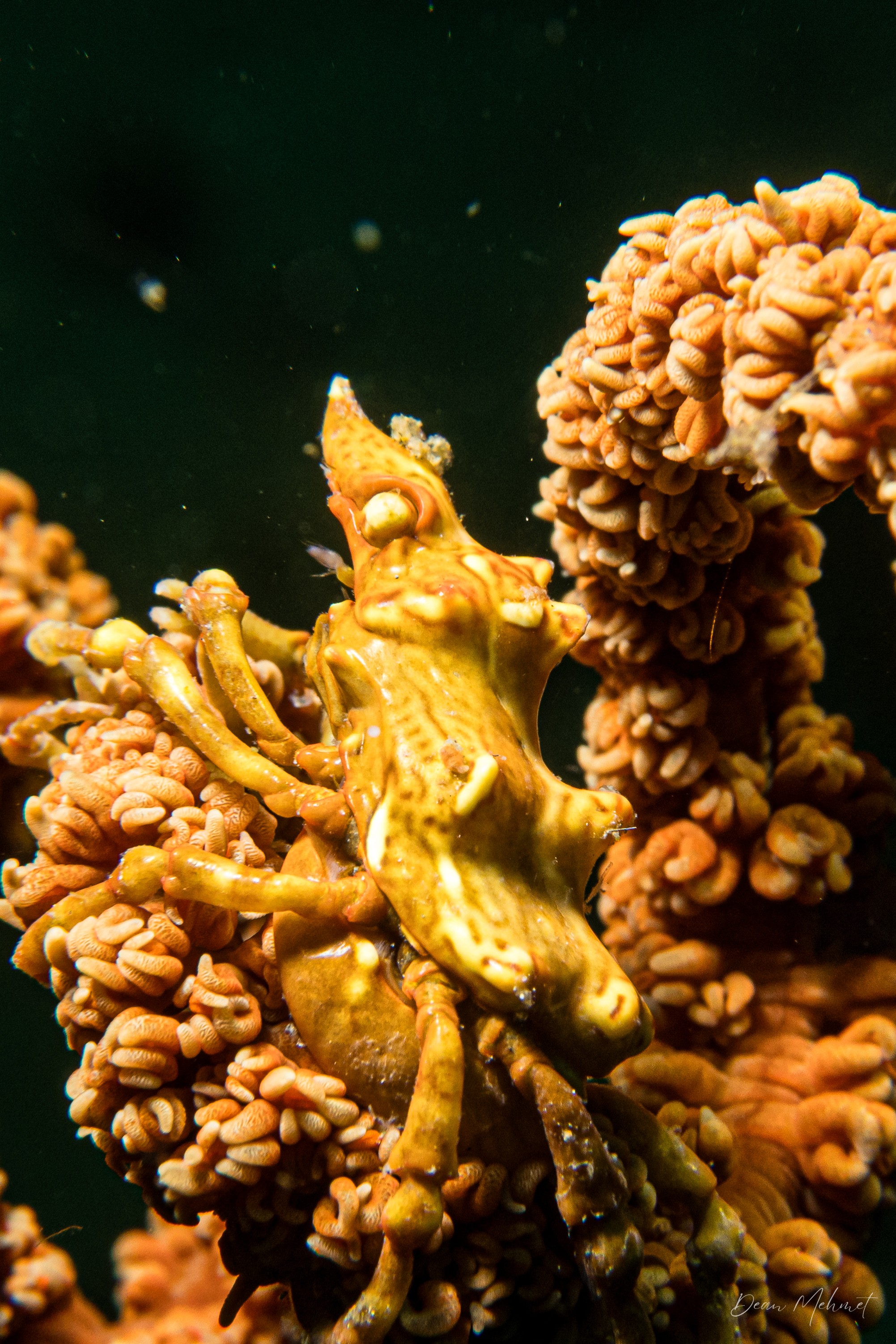 Wire Coral Crab
