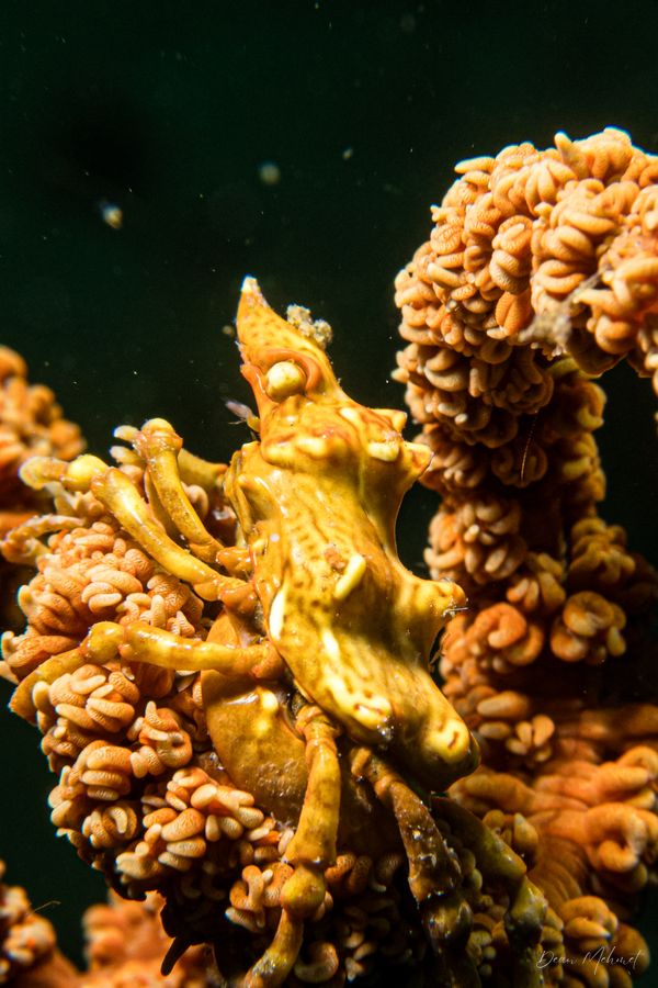 Wire Coral Crab - Ambon - 15 September 2026 - Dive 1 - Air Manis