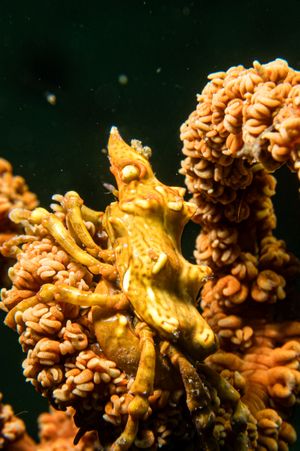 Wire Coral Crab representative species