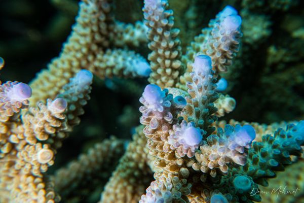 Brown Staghorn Coral