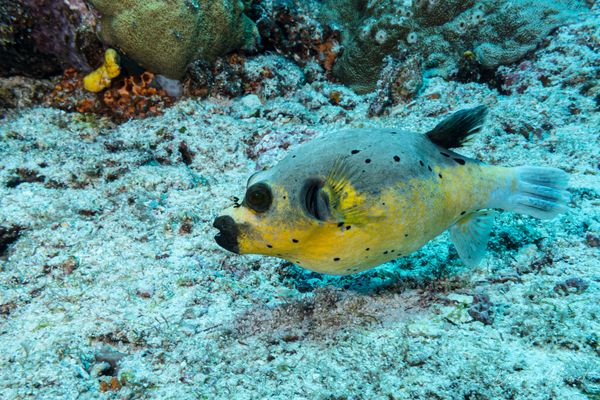 Blackspotted Puffer