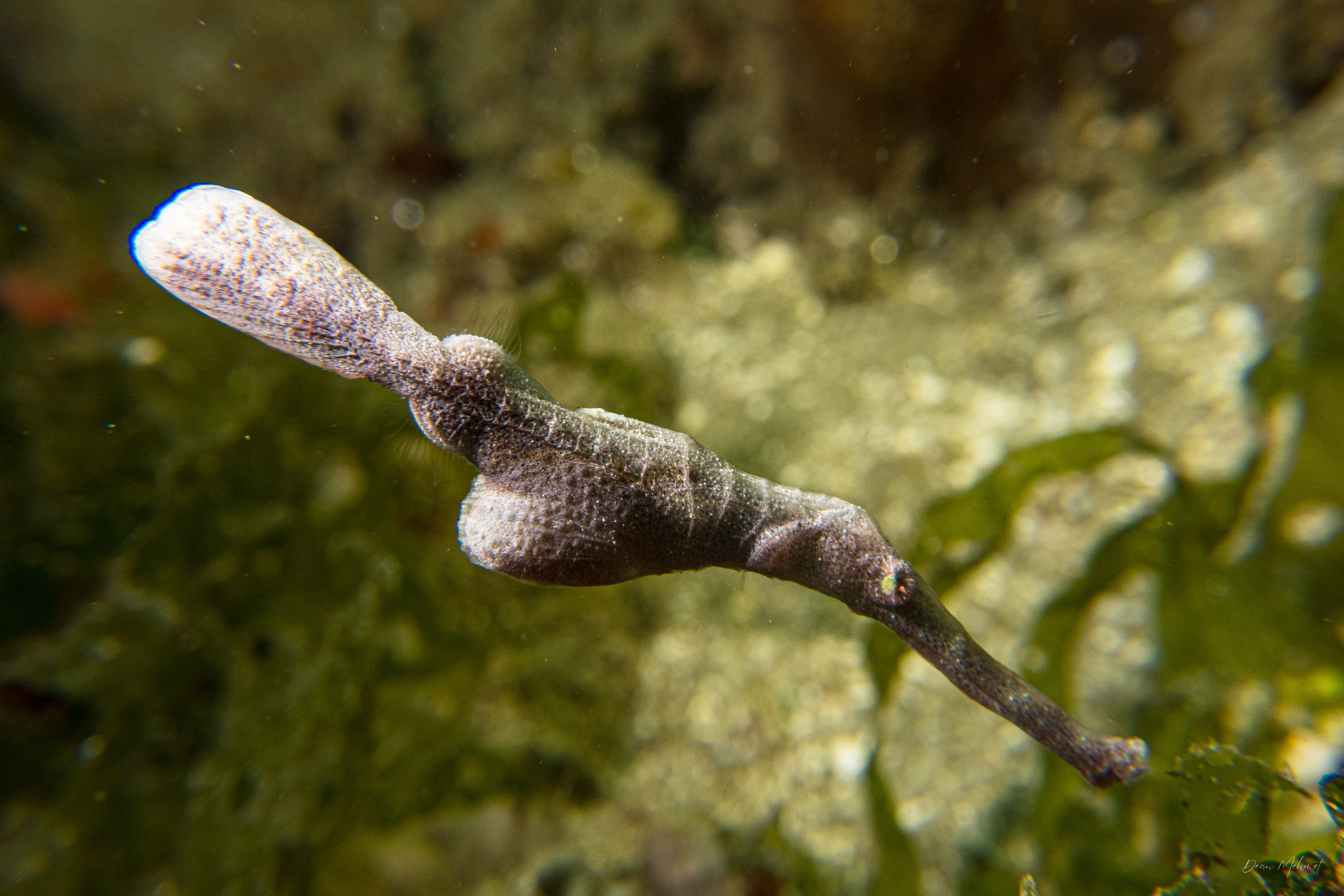 Robust Ghostpipefish