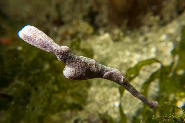 Robust Ghostpipefish