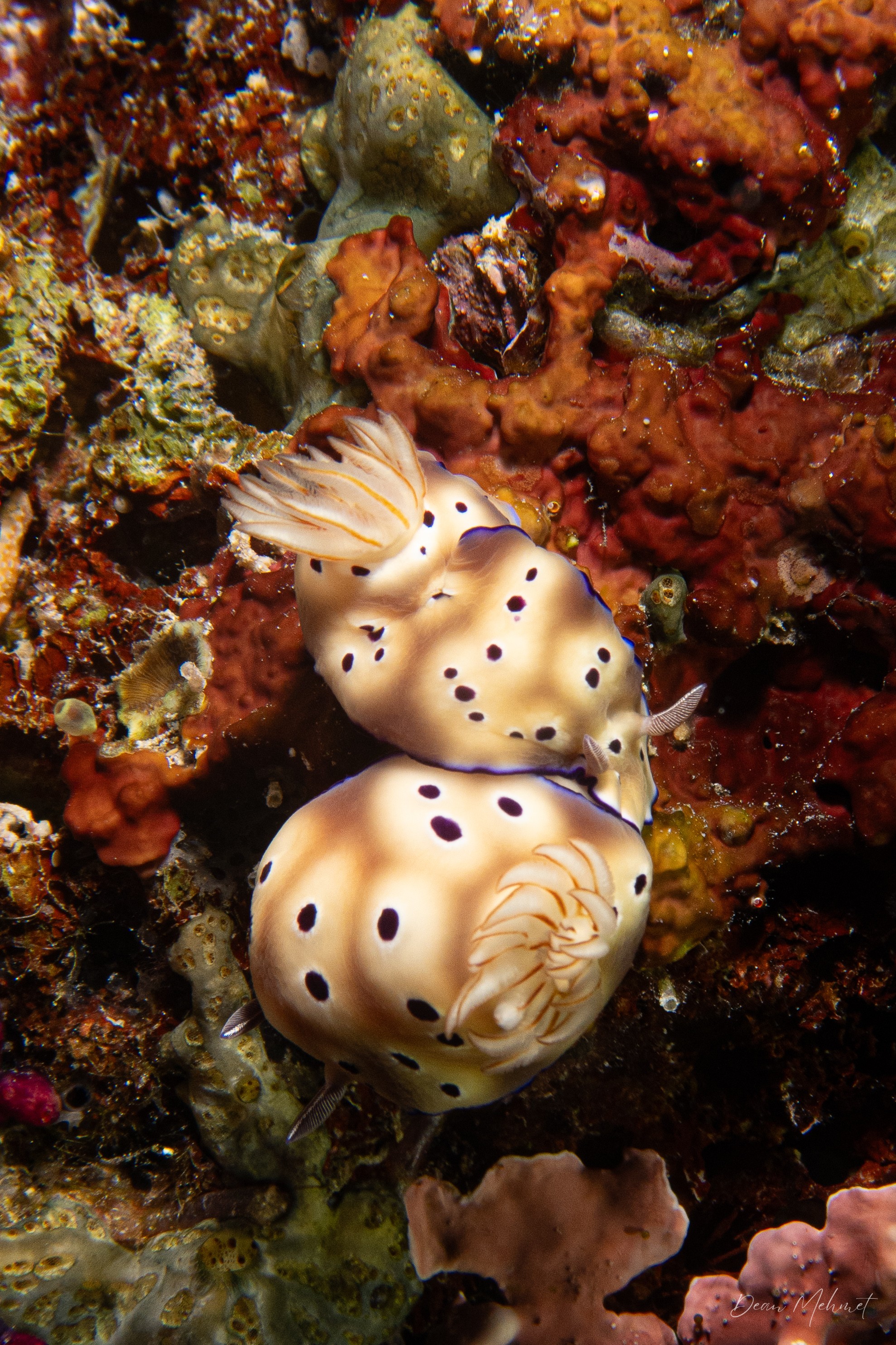 Tryon's Hypselodoris