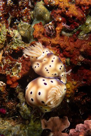 Tryon's Hypselodoris