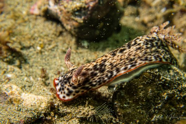 Chromodoris sp. - Ambon - 15 September 2026 - Dive 1 - Air Manis