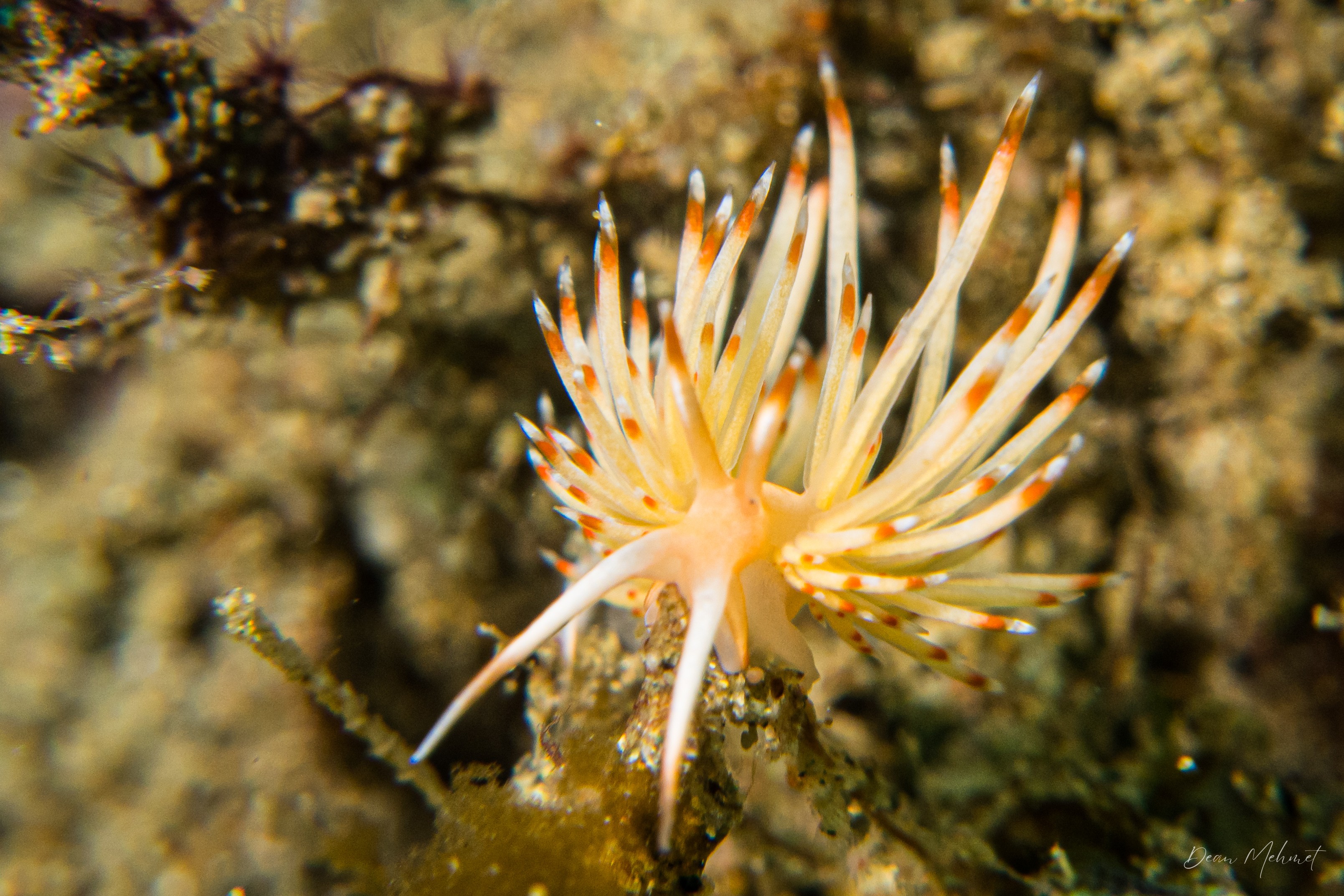 Janolus sp.