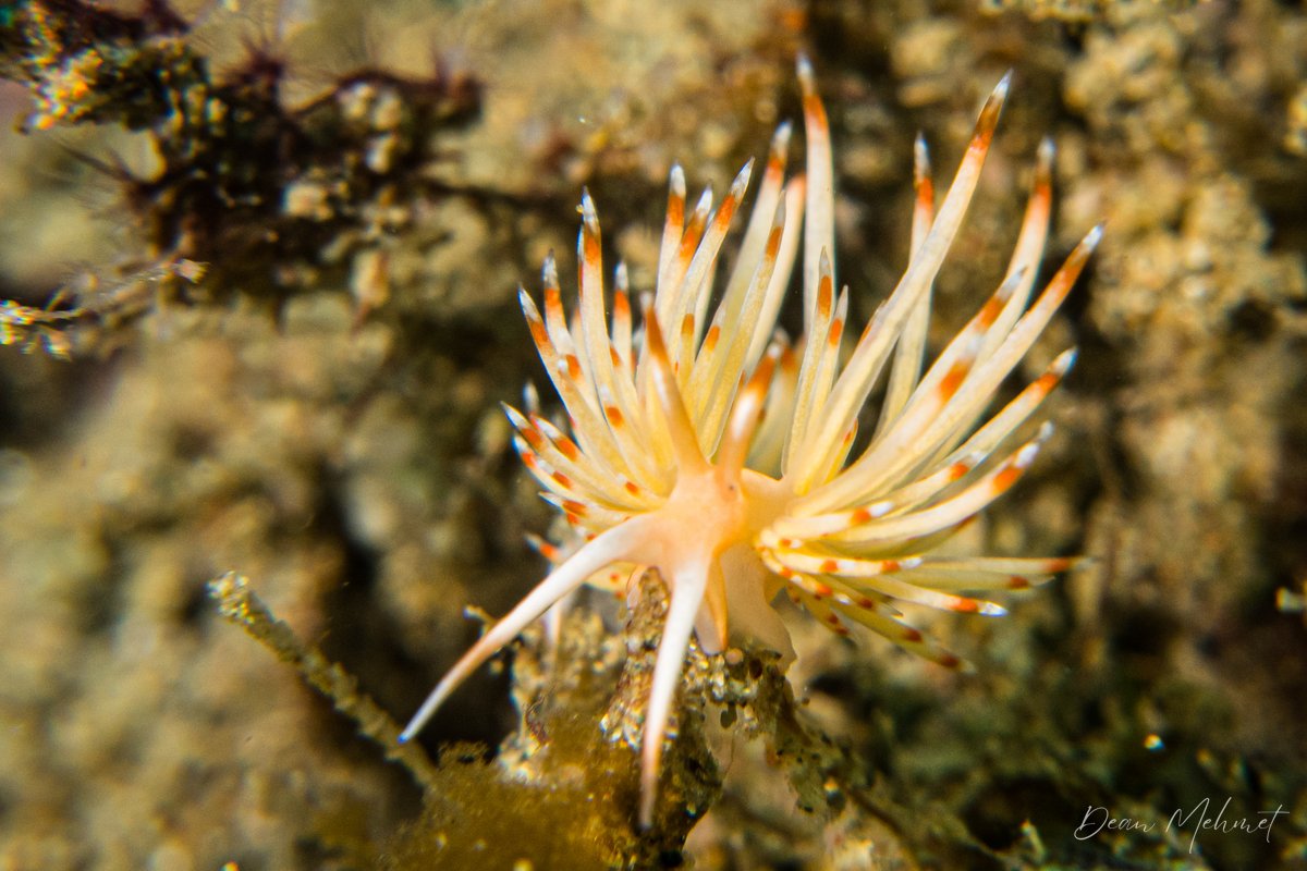 Janolus sp. hero image