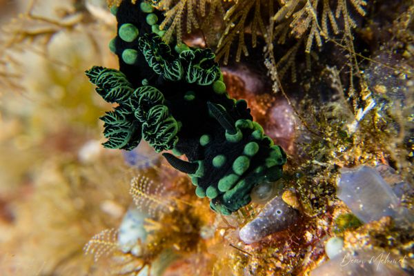 Crested Nembrotha