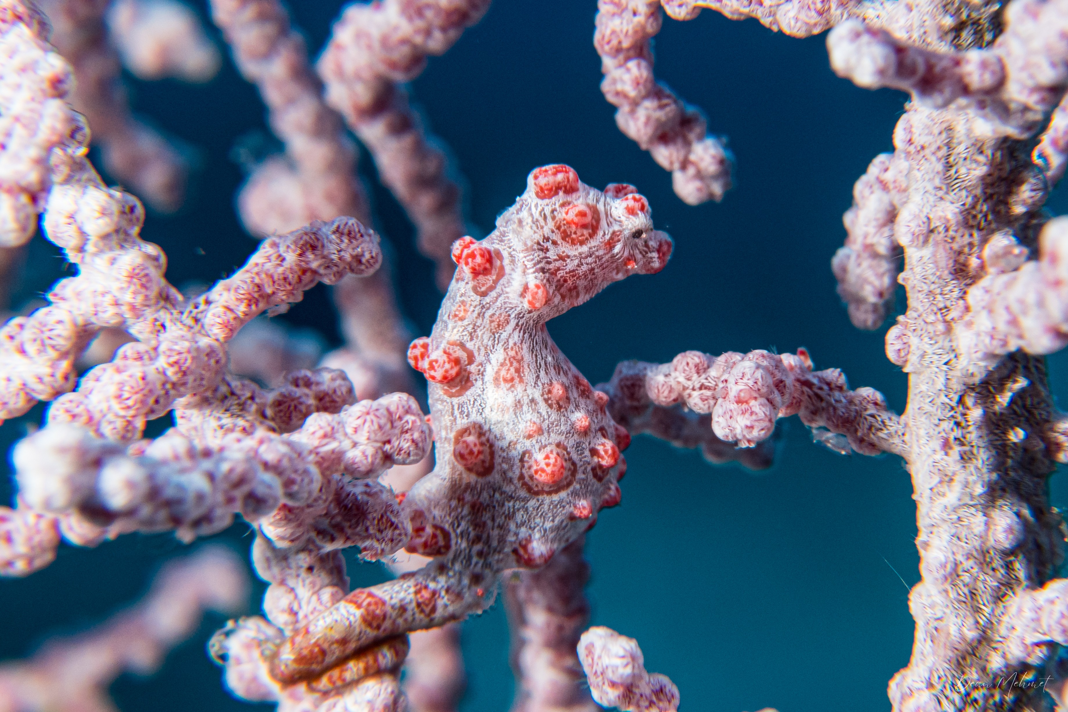 Pygmy Seahorse