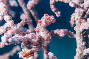 Pygmy Seahorse