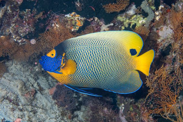 Blueface Angelfish - Raja Ampat - 27 September 2026 - Dive 1 - Cape Kri