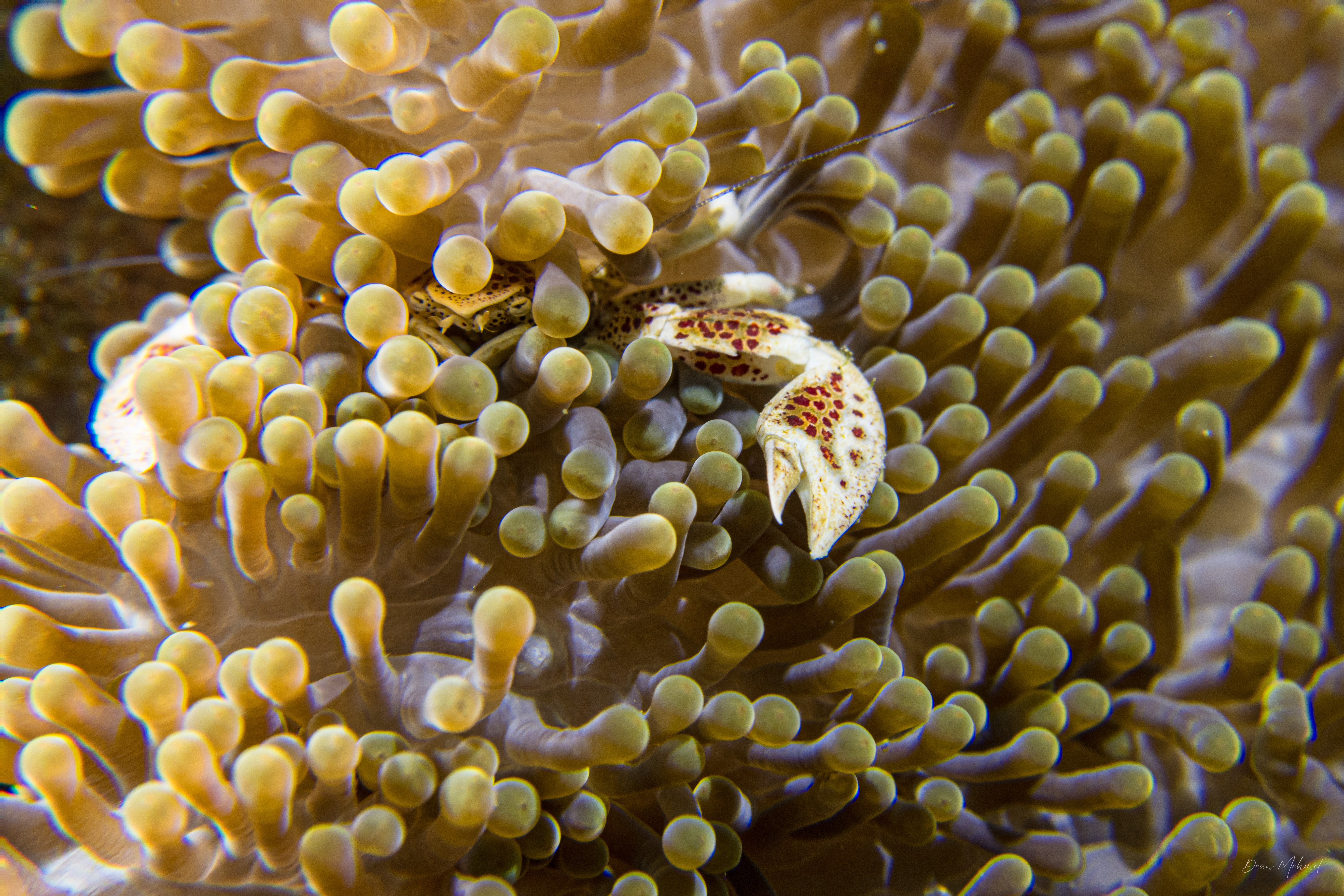 Anemone Porcelain Crab