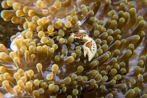 Anemone Porcelain Crab
