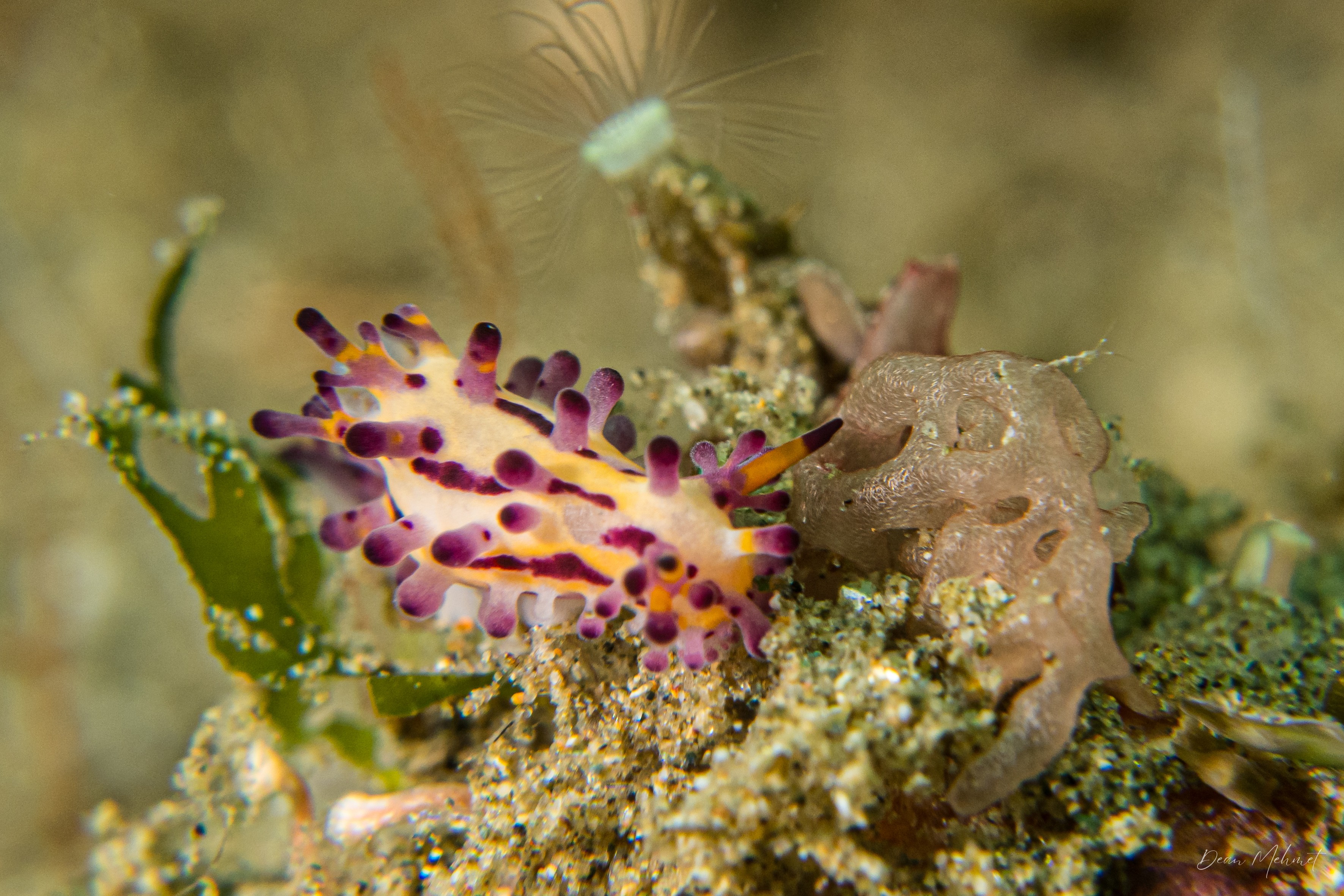 Aegires villosus