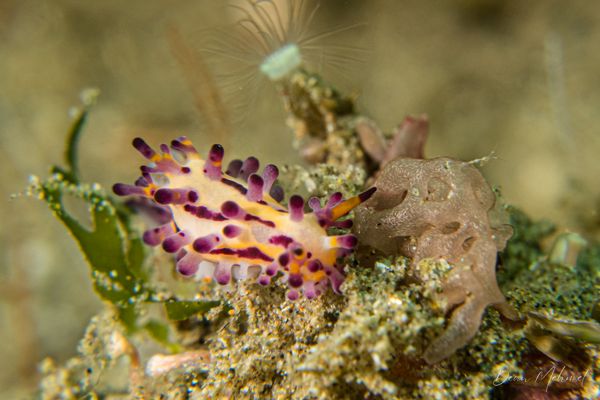 Aegires villosus