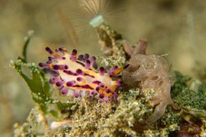 Aegires villosus