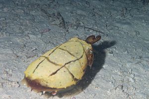 Broadclub Cuttlefish