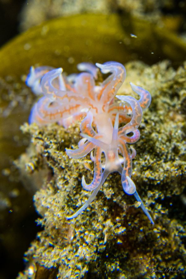 Poindimie's Phyllodesmium