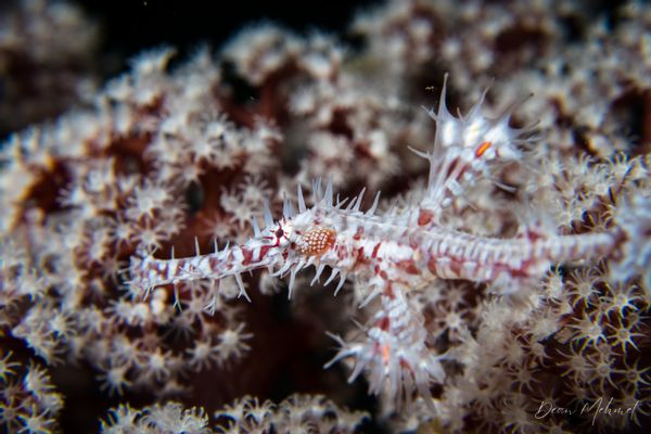 Ornate Ghostpipefish - Ambon - 15 September 2026 - Dive 1 - Air Manis