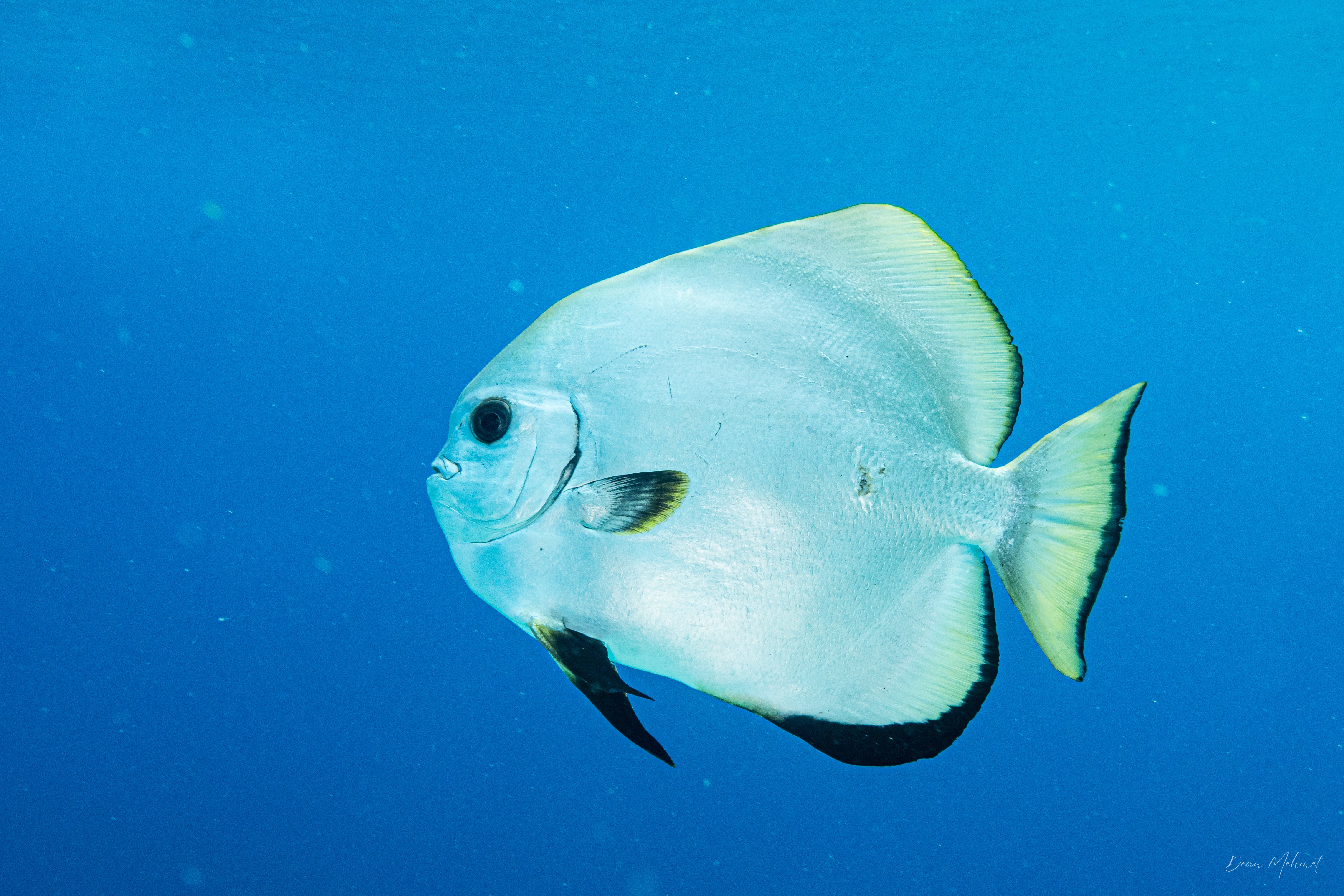 Golden Spadefish