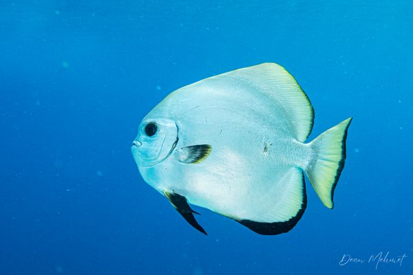 Golden Spadefish