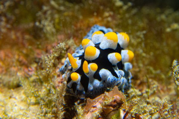 Painted Phyllidia