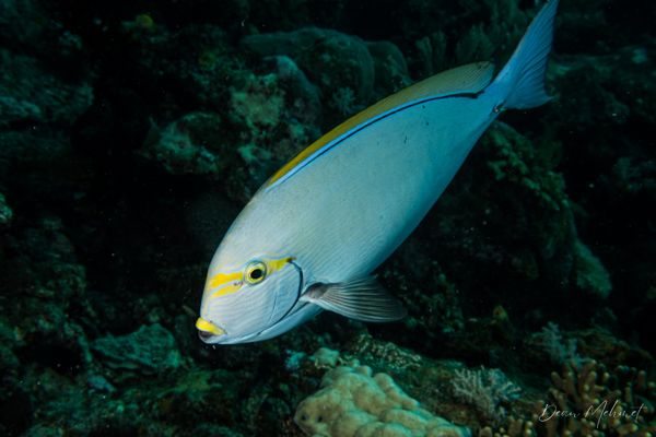 Pale Surgeonfish