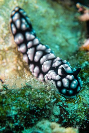 Pustulose Wart Slug
