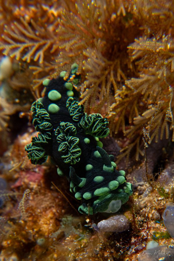 Crested Nembrotha