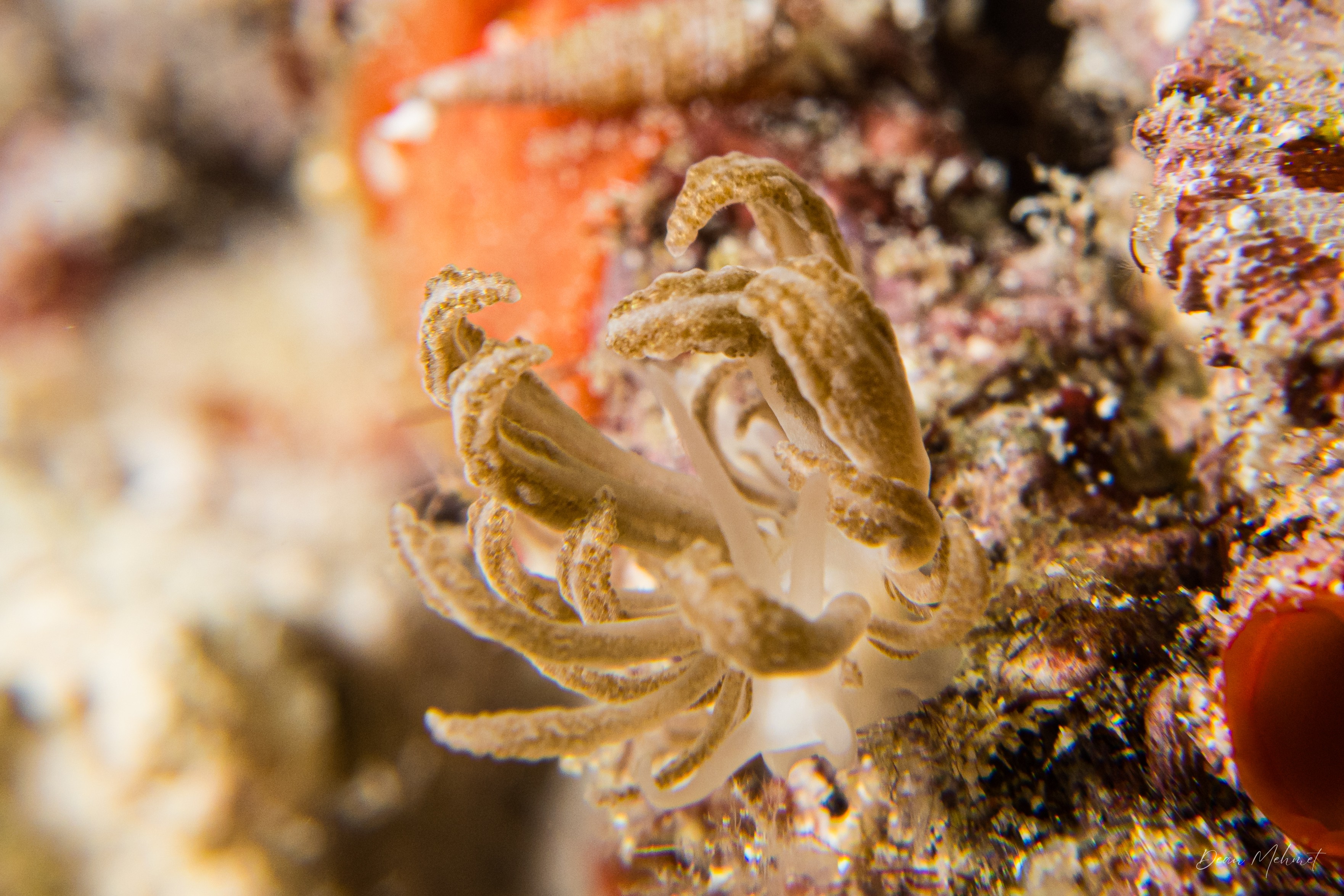 Phyllodesmium jakobsenae