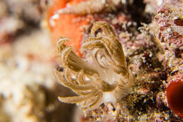 Phyllodesmium jakobsenae
