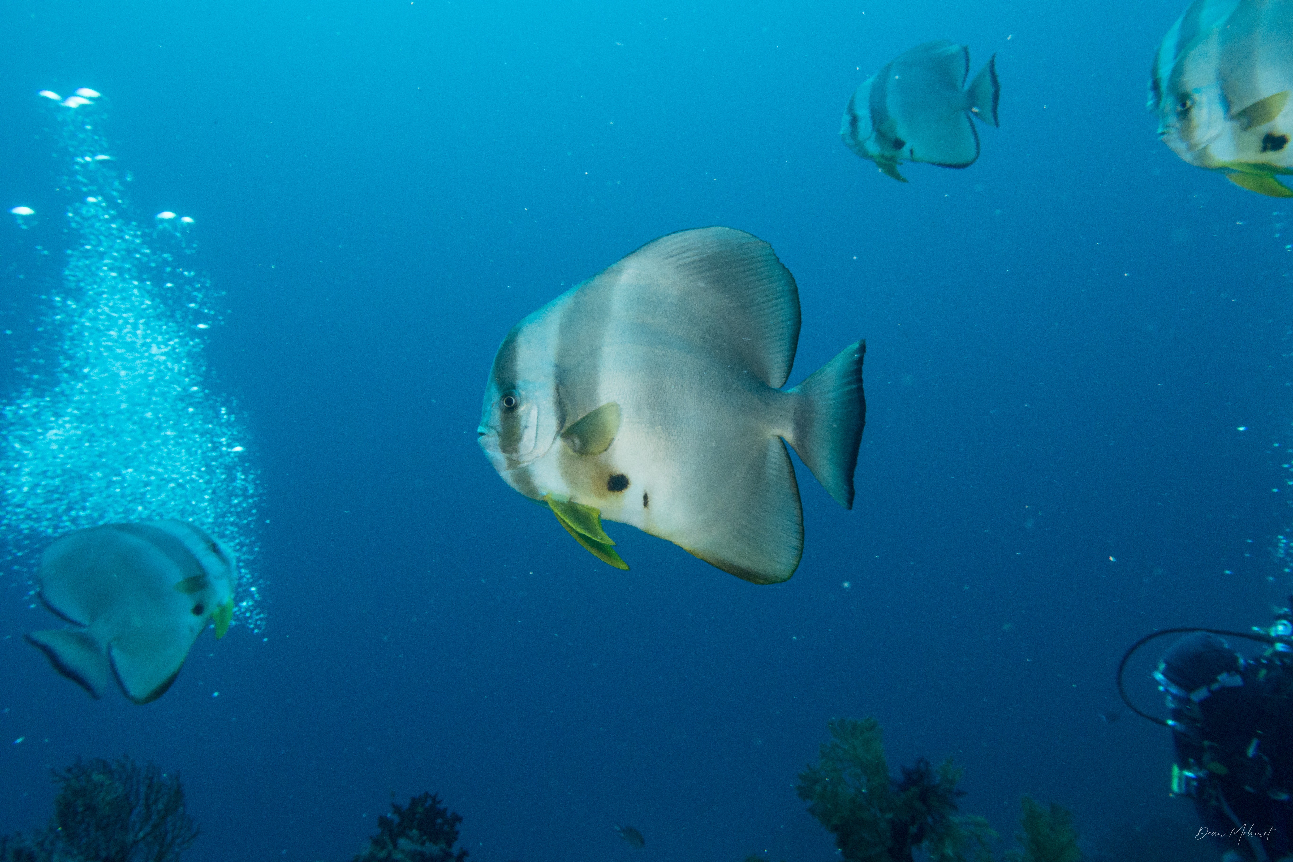 Longfin Batfish